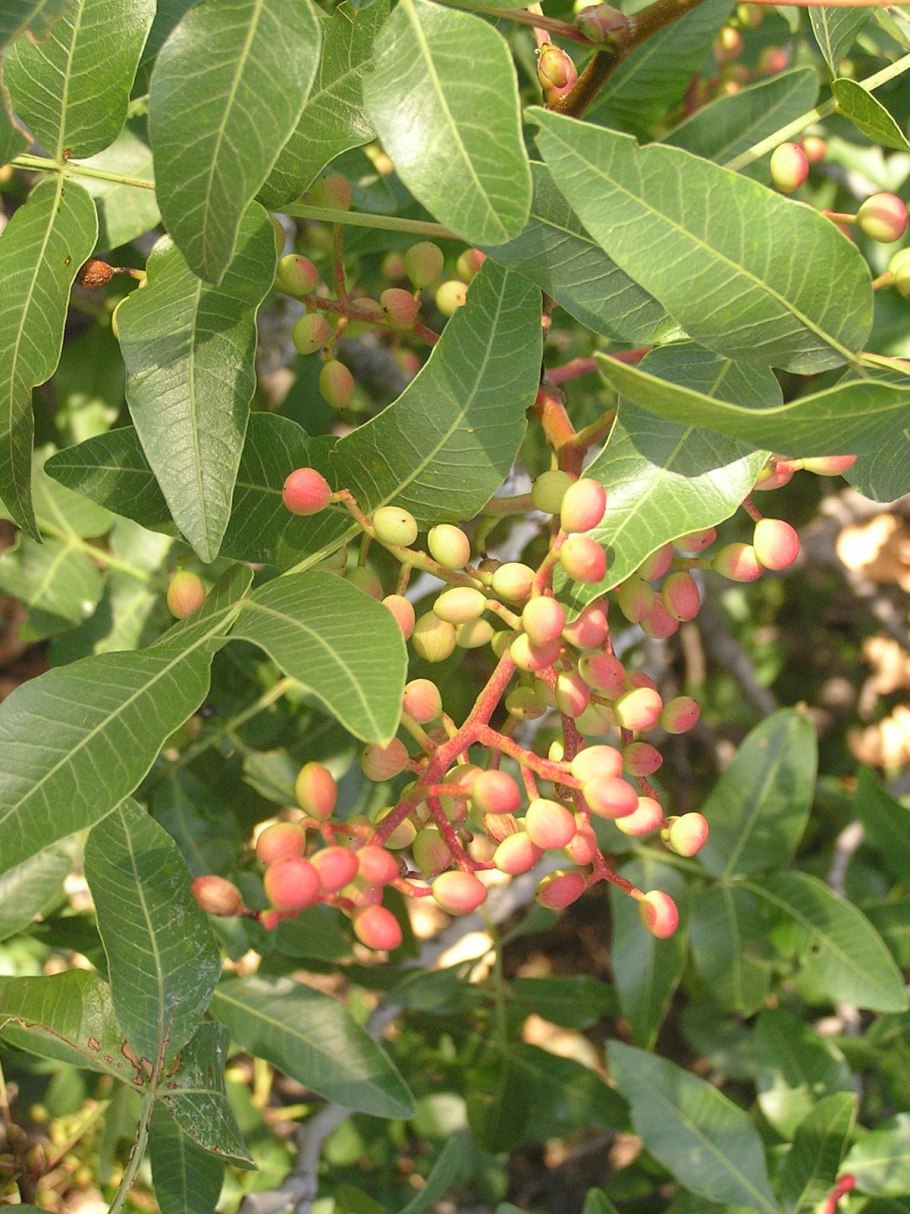 Фисташка туполистная цветение