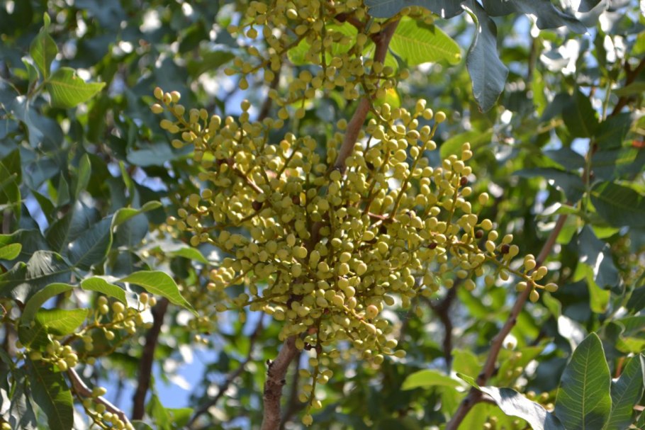 Фисташка Крымская