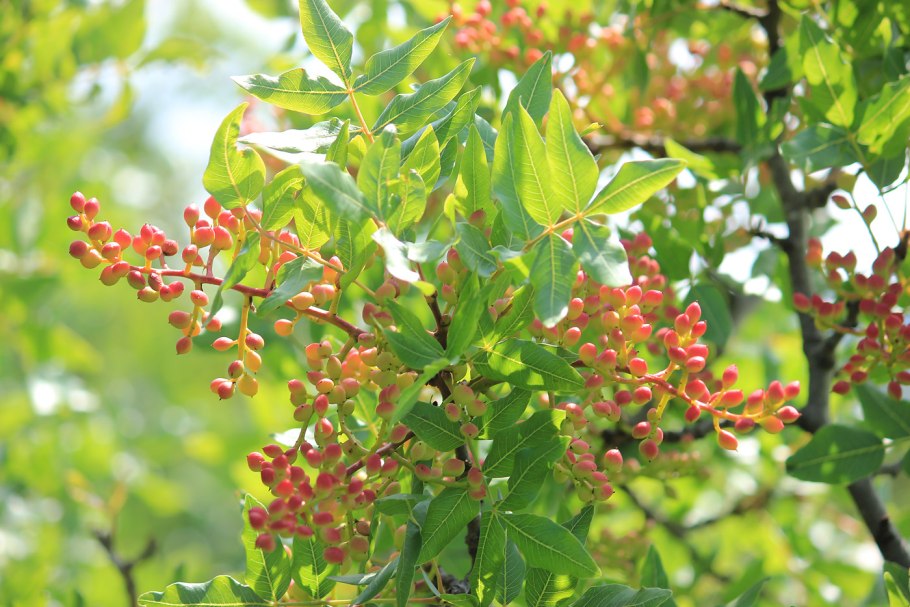 Фисташка туполистная Pistacia mutica