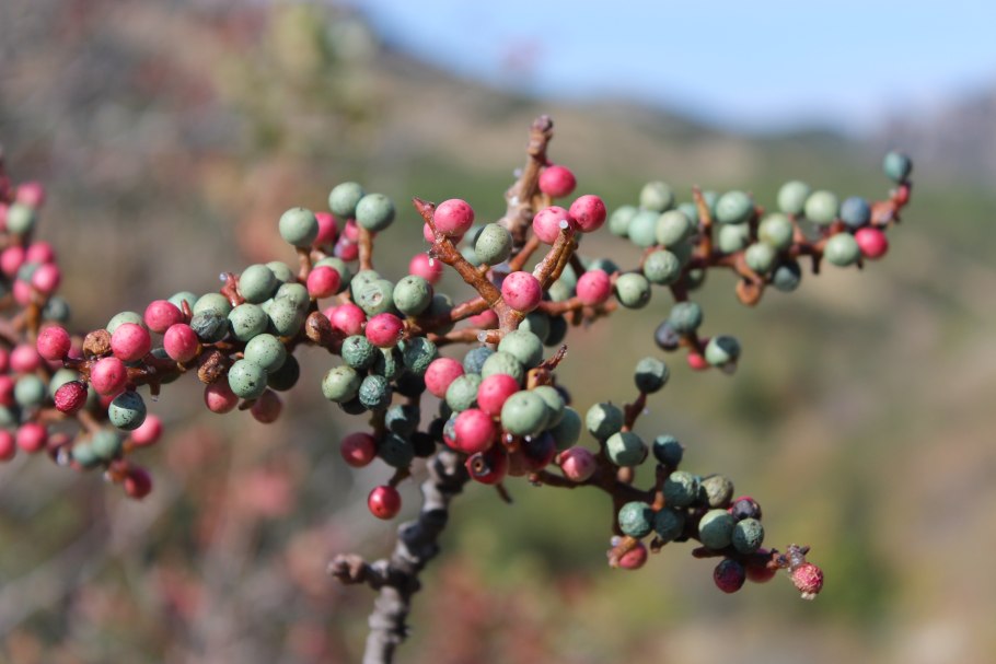 Фисташка туполистная цветы