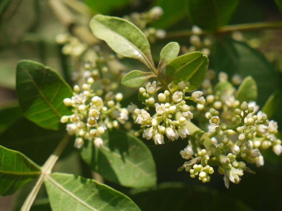 Фисташка туполистная мыс Мартьян