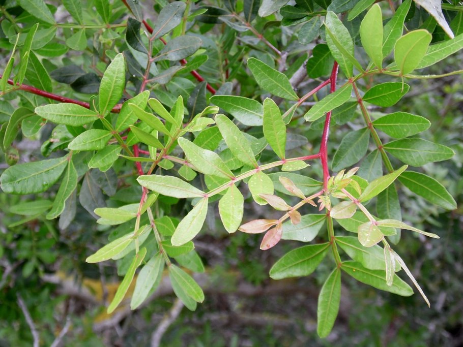 Фисташка туполистная формы и способы размножения