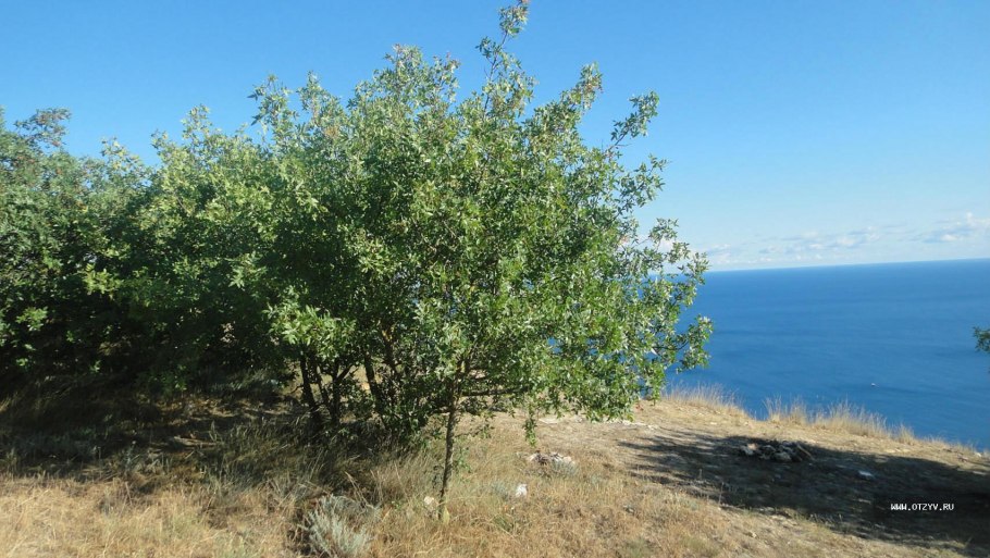 Фисташка туполистная орехи