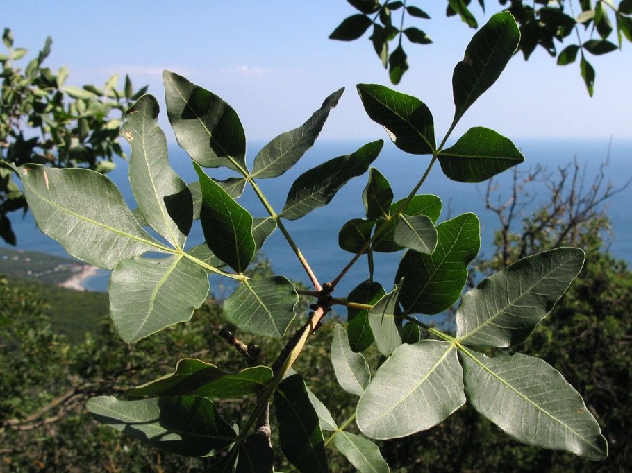 Pistacia lentiscus