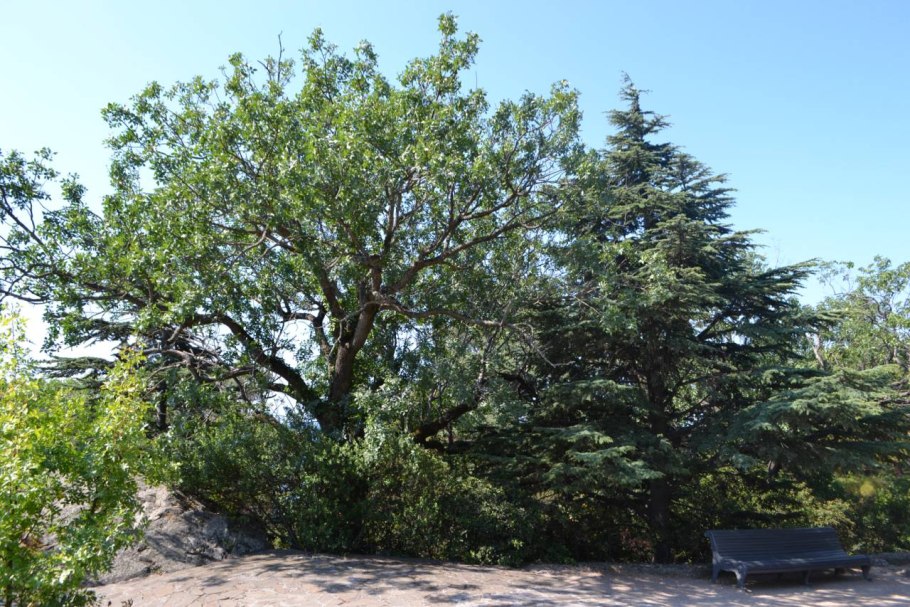 Фисташковое дерево Утриш