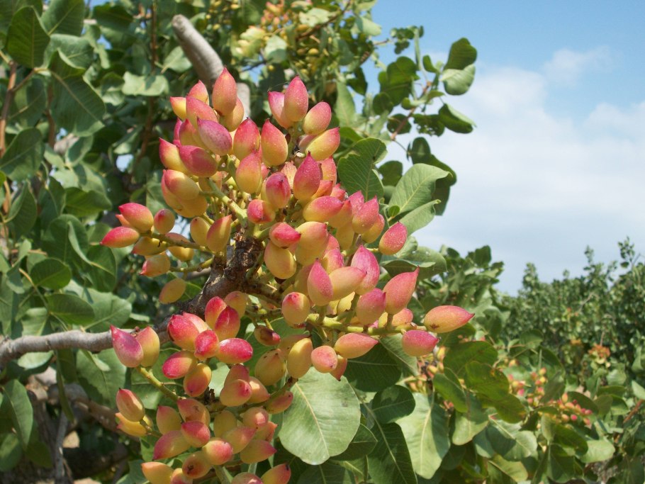 Фисташка туполистная орехи