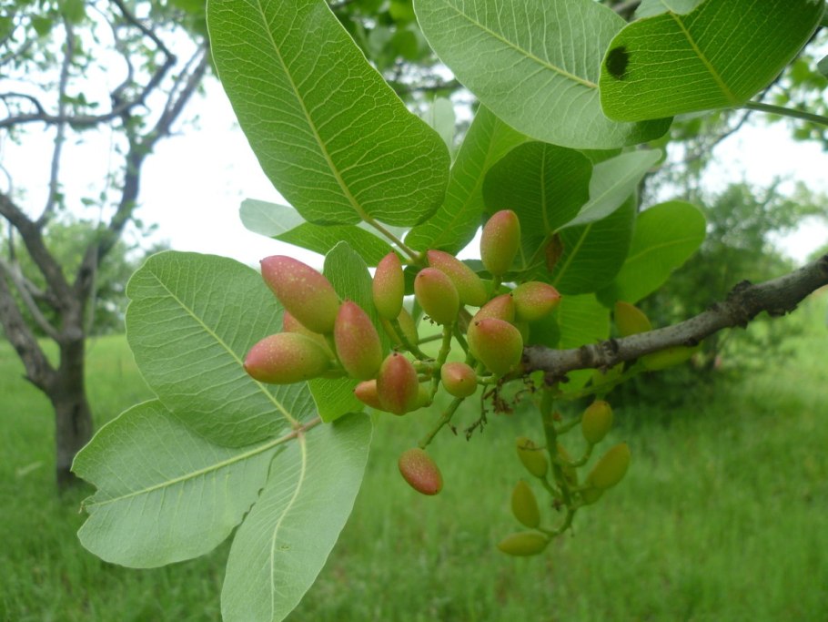 Газиантеп Турция фисташки