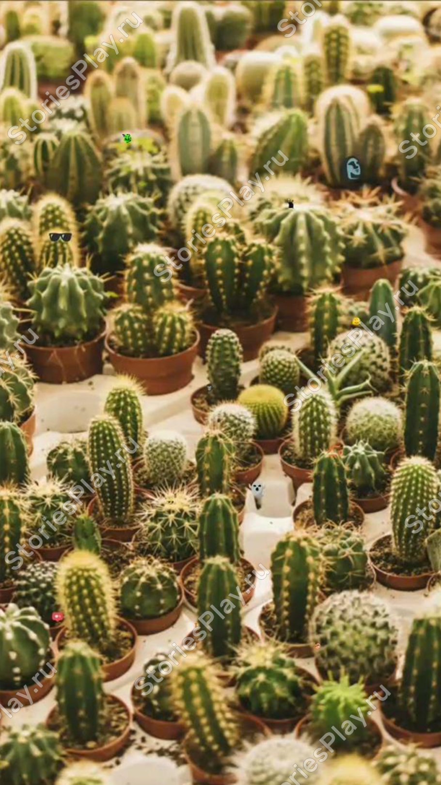 Маленький Кактус