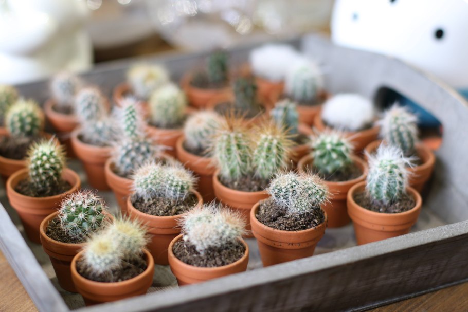 Маленький Кактус