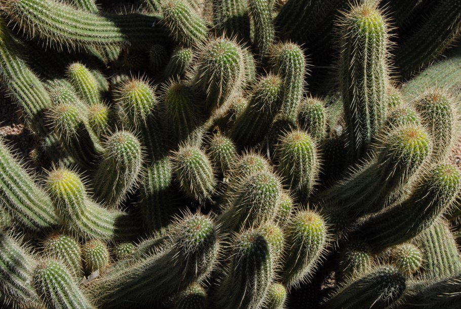 Кактусовые Cactaceae