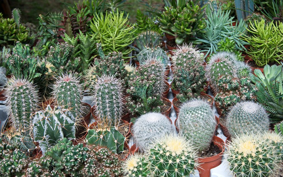 Кактус Максимилиана