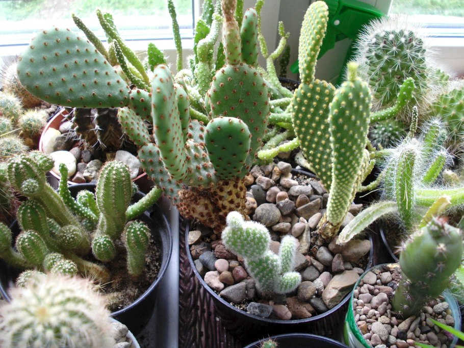 Кактус Непоседа