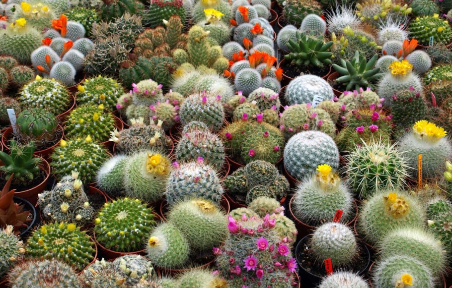 Кактус Строблем