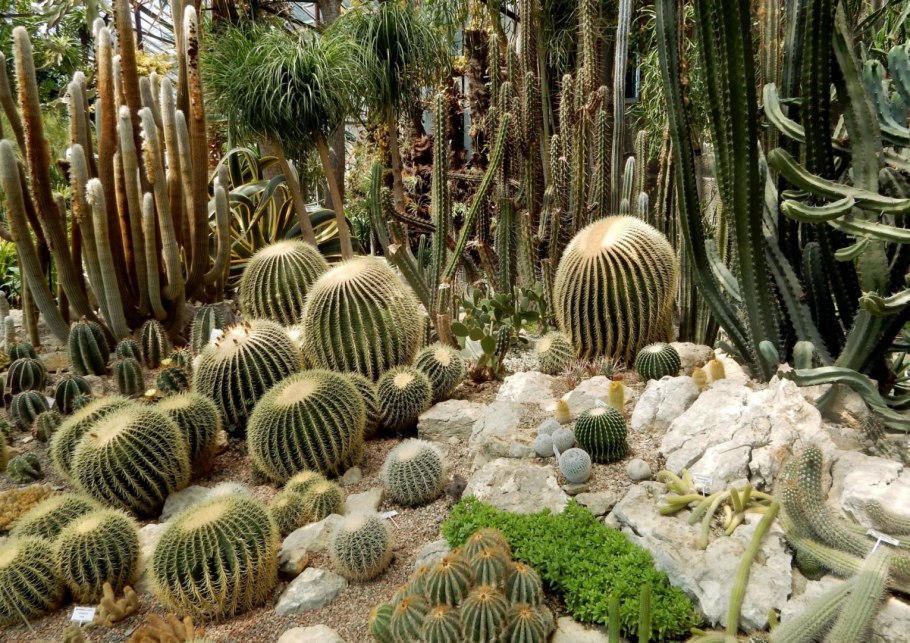 Уличный Кактус