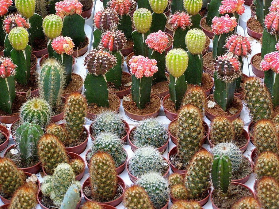 Кактус БЕКАНО