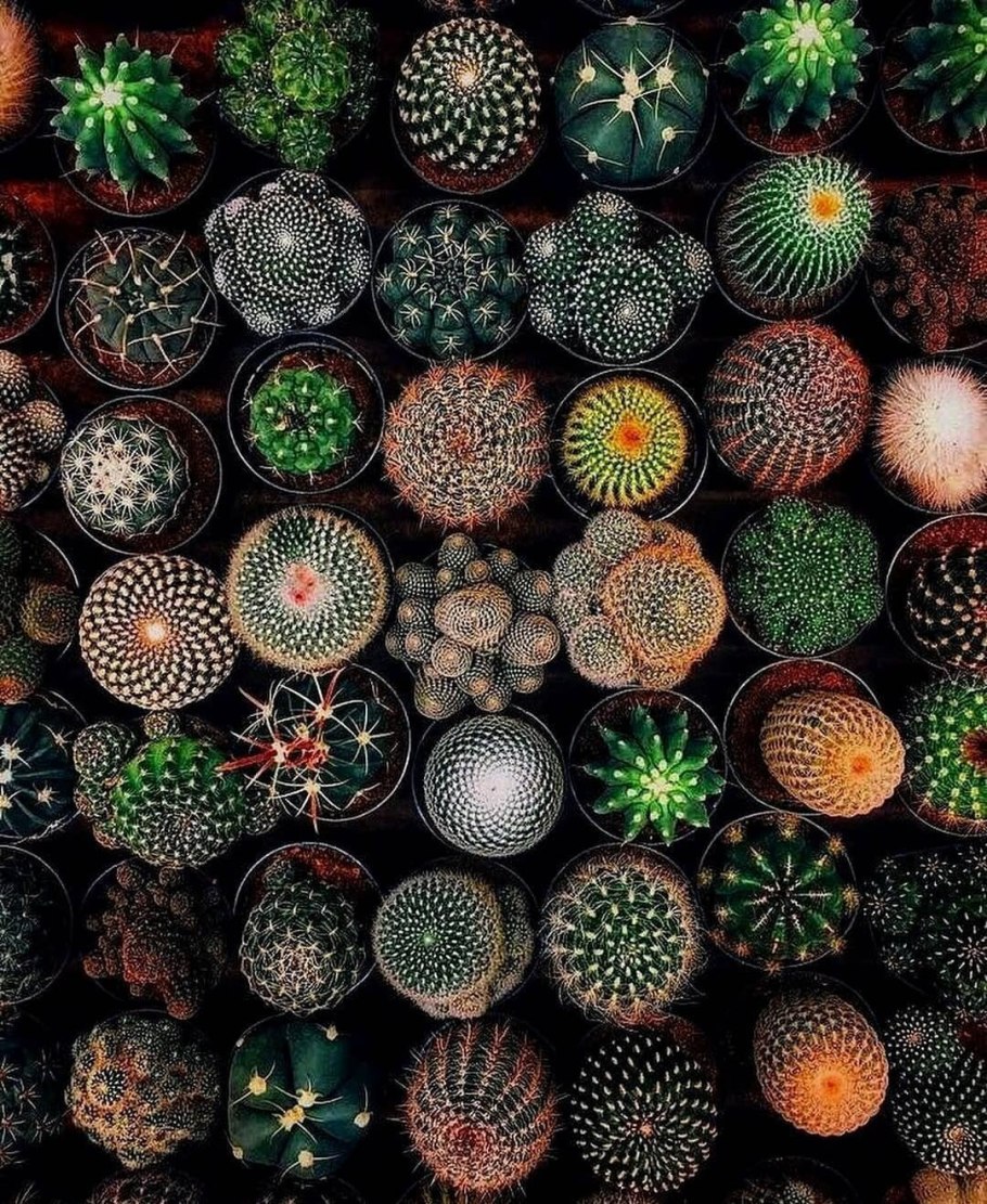 Сакральная геометрия в природе