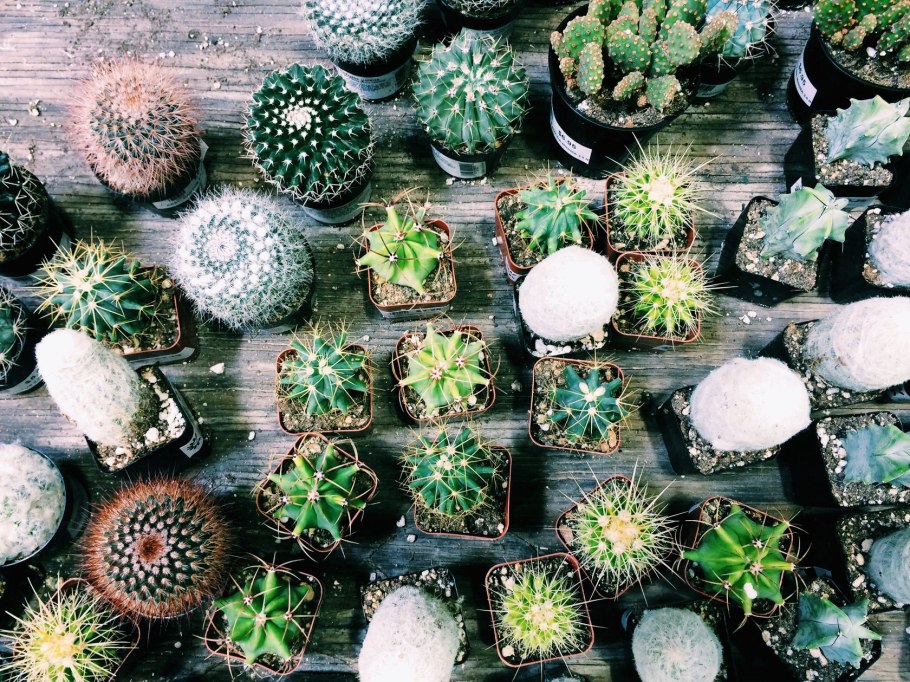 Карликовый Кактус