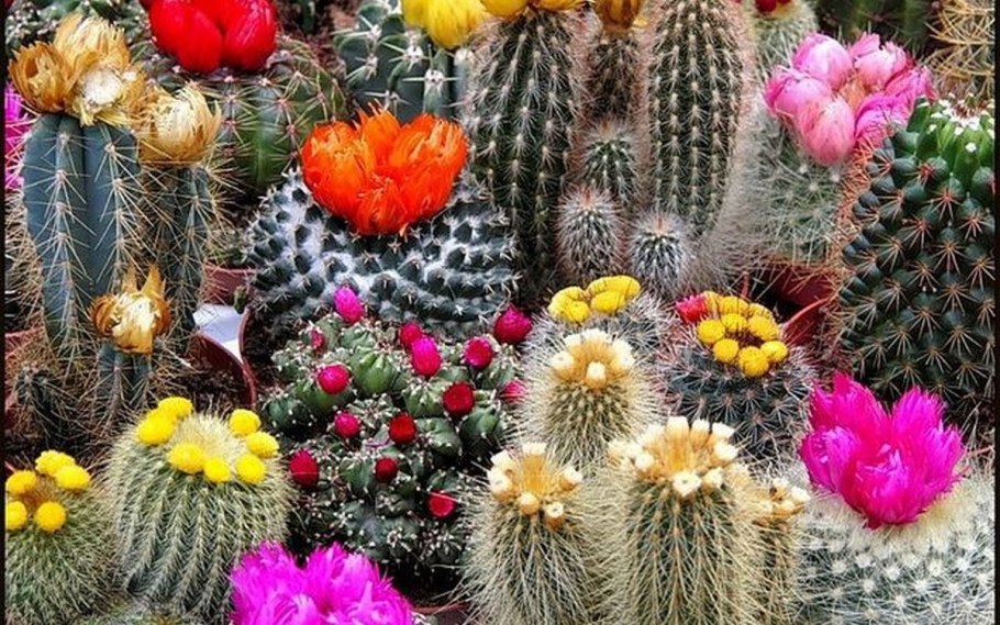 Кактусовые сады Бразилии