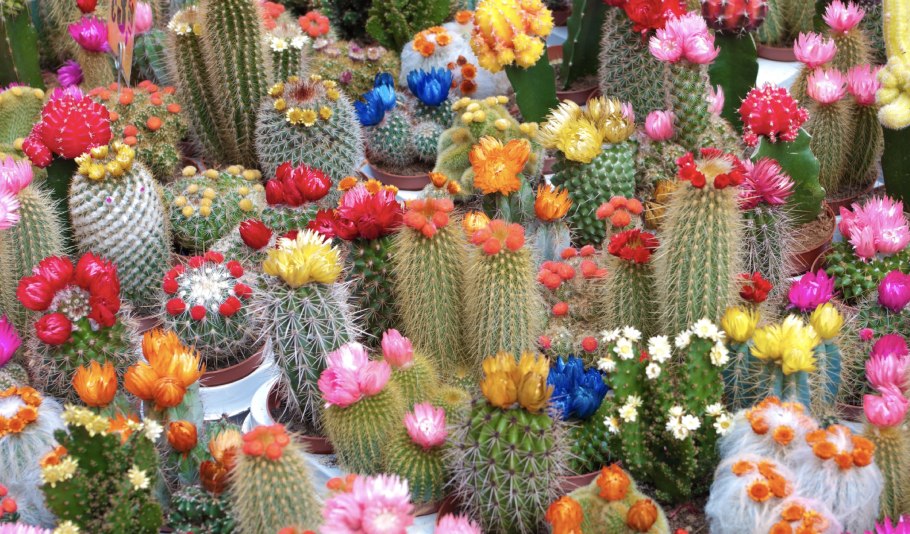 Мир кактусов