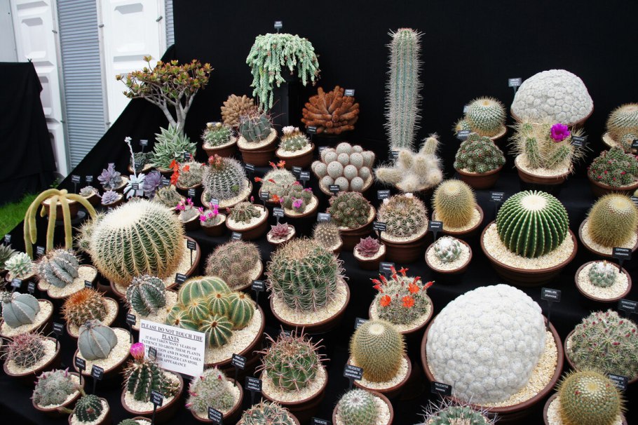 Кактусы светолюбивые