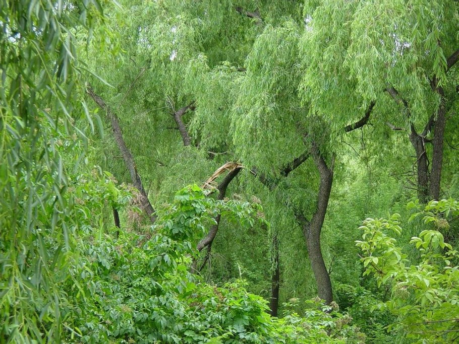 Ива золотисто-волосистая 'chrysocoma'