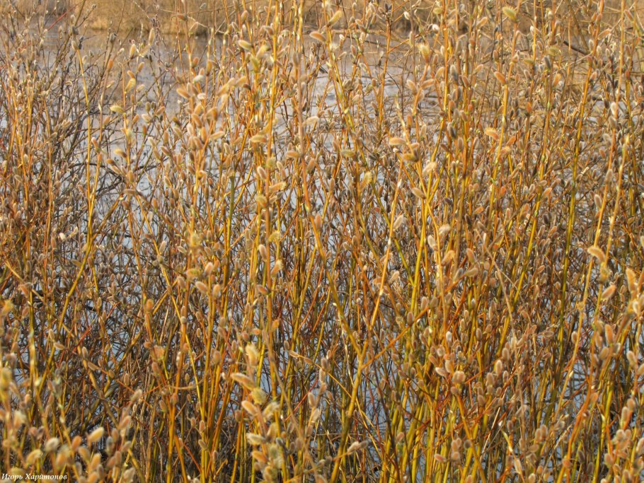 Ива Salix Alba vitellina pendula