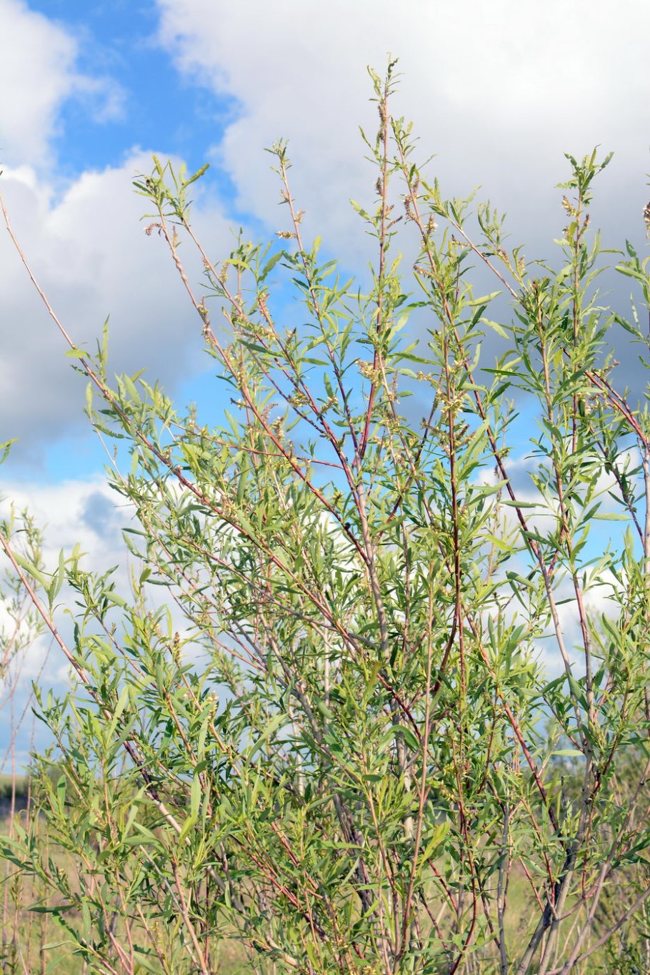 Ива волчниковая Salix daphnoides