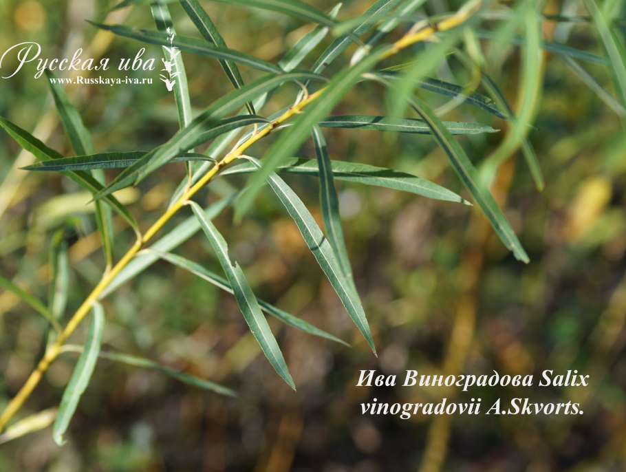 Salix vinogradovii Карельский перешеек
