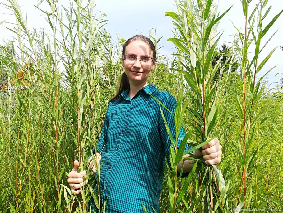 Художник Бато плакучая Ива