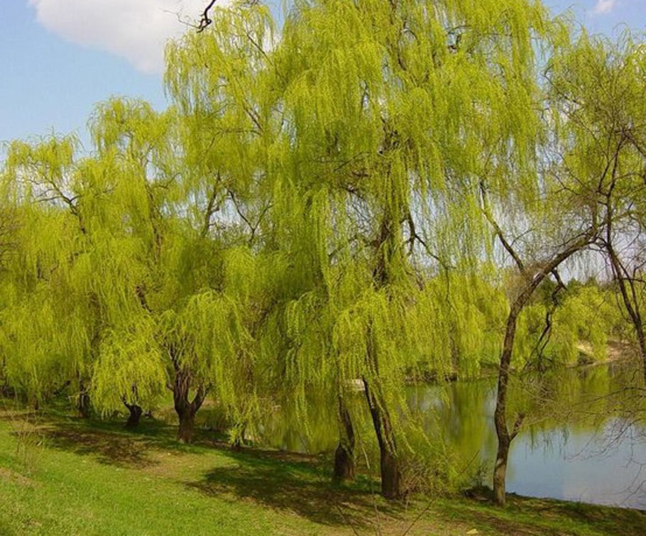 Ива ломкая шаровидная бонсай