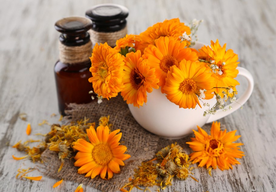 Calendula officinalis цветки