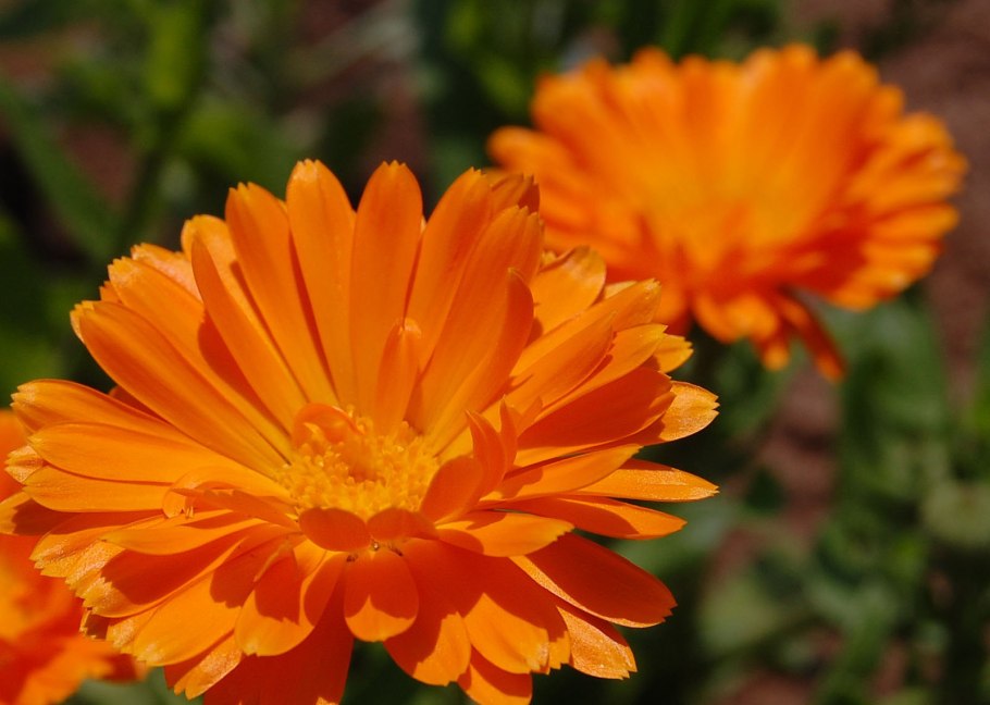 Календула, ноготки, Calendula