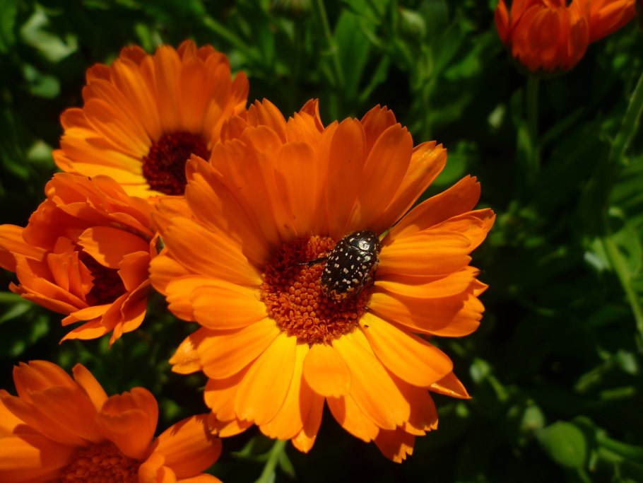 Calendula officinalis цветки