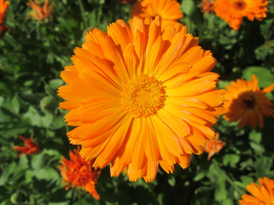 Calendula officinalis цветки