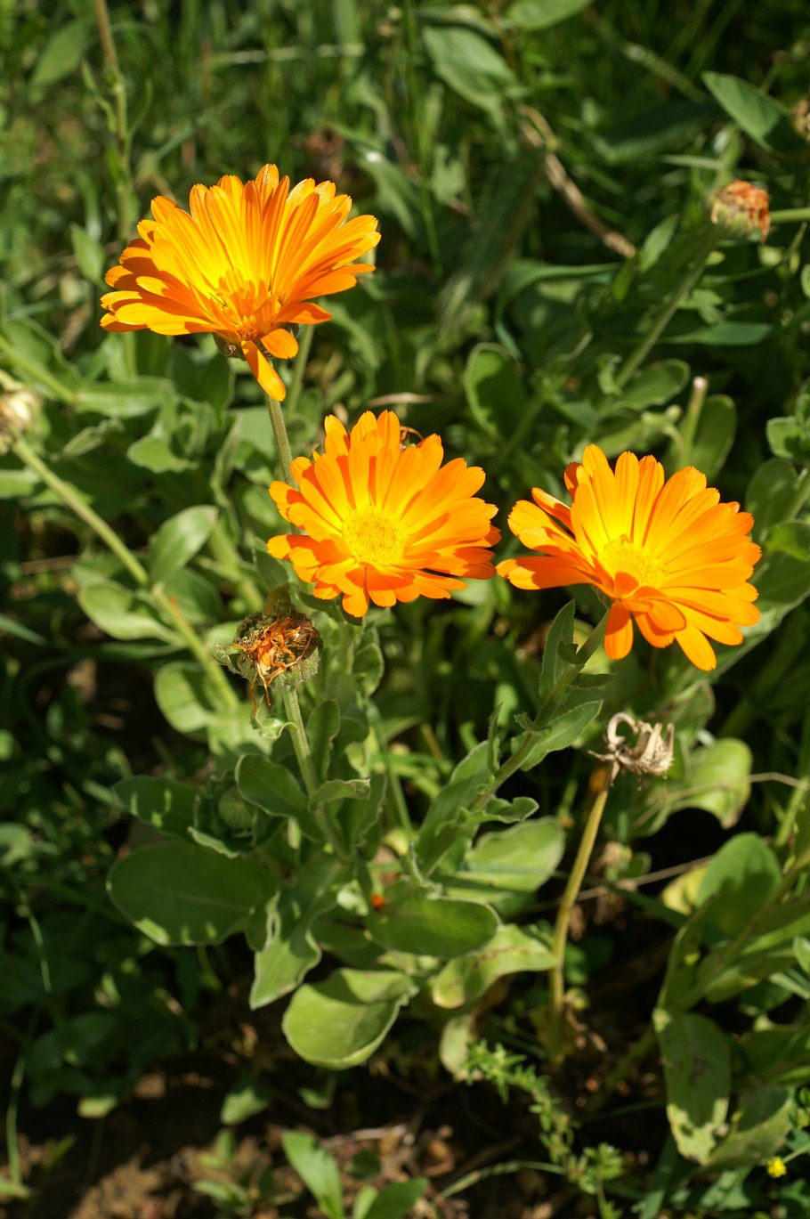 Calendula officinalis корзинка