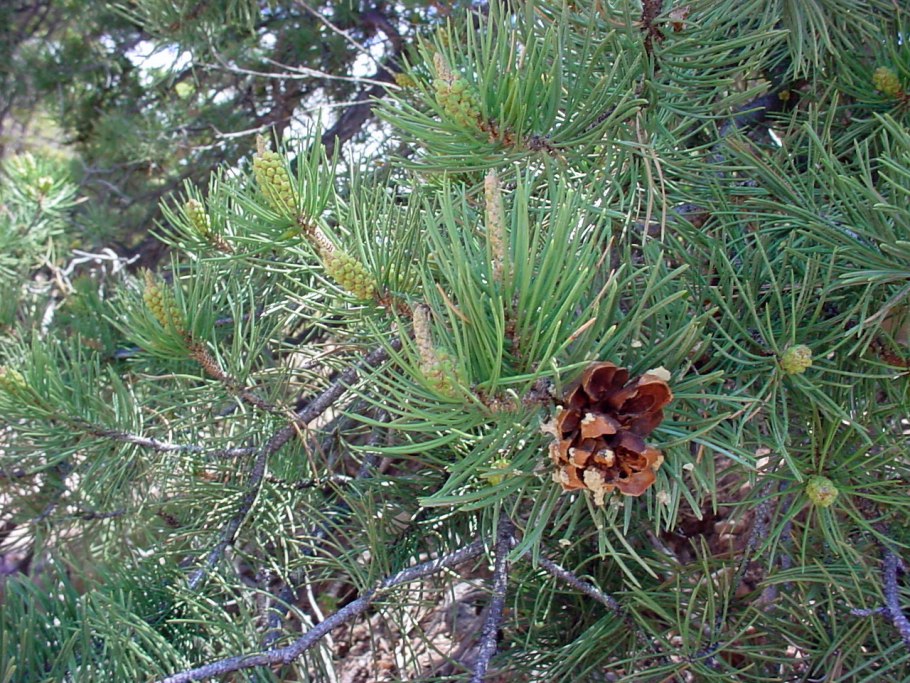 Pinus krempfii