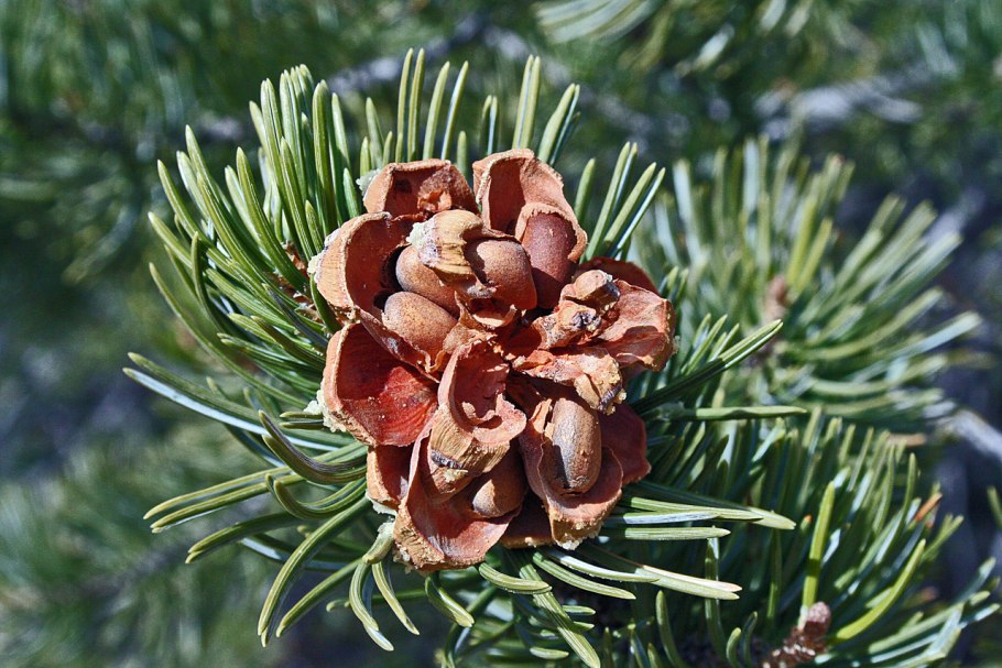 Pinus edulis