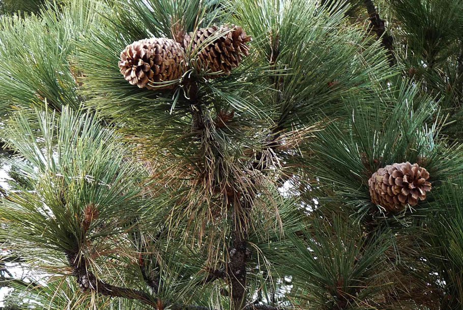 Сосна съедобная Pinus edulis