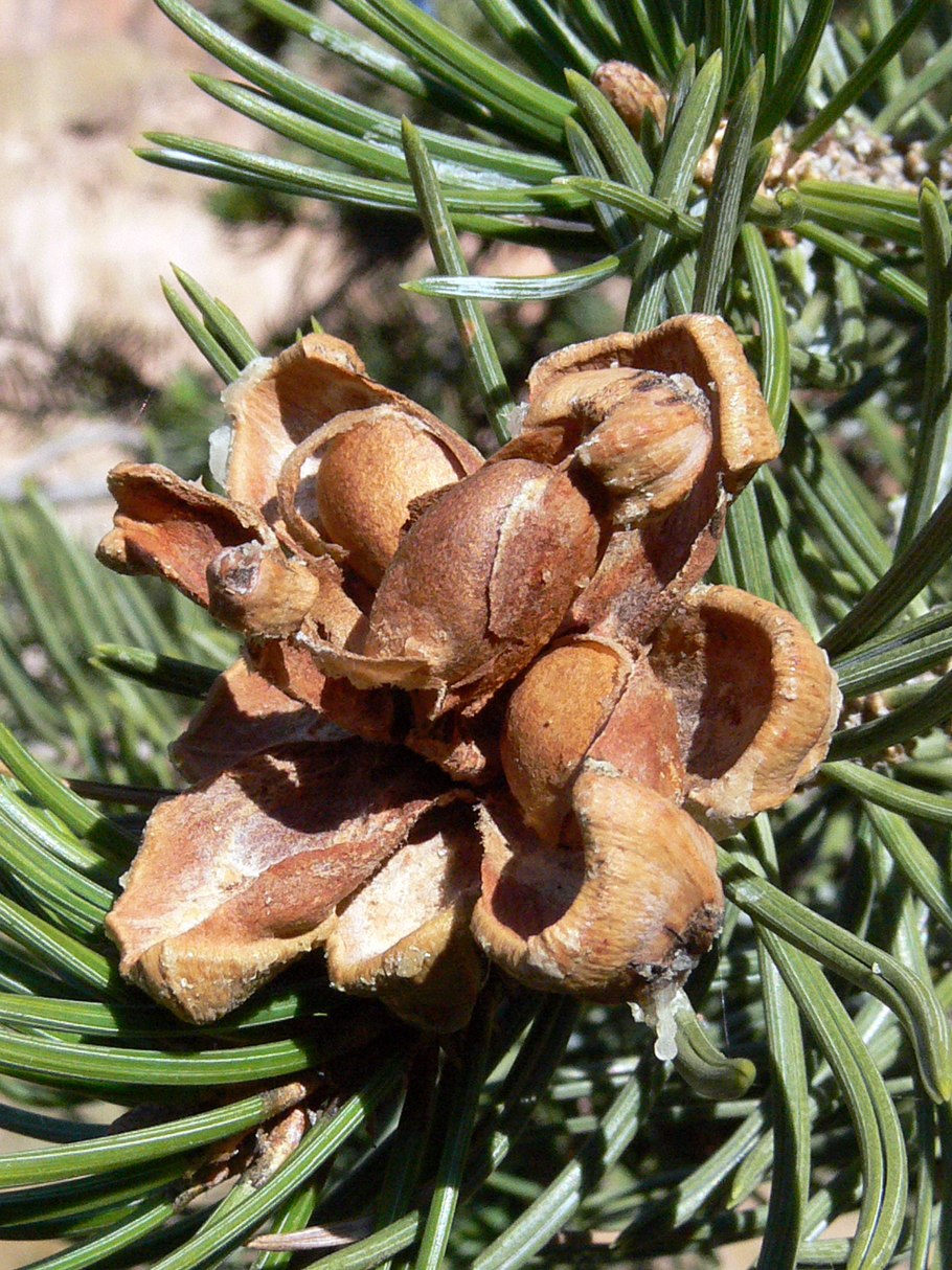 Pinus monophylla