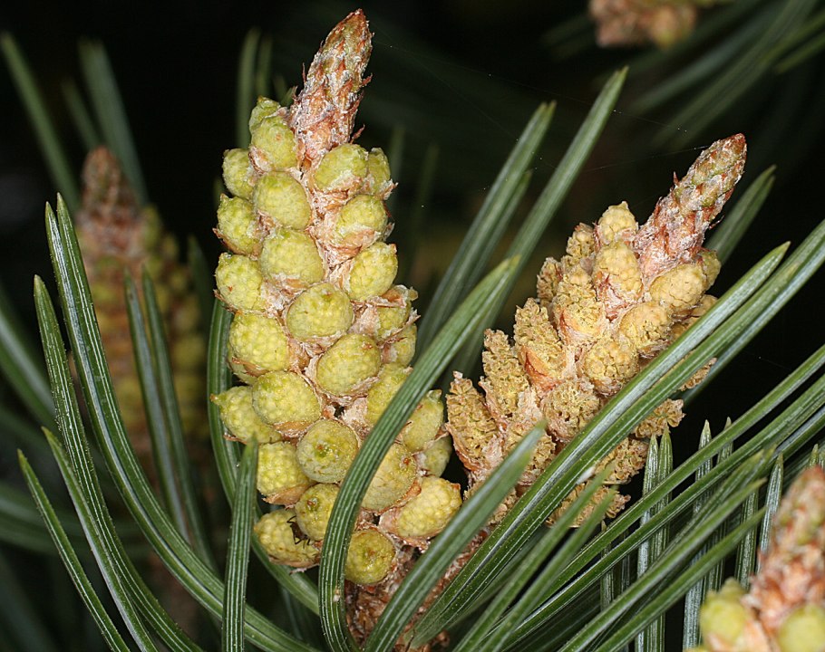 Pinon Pine