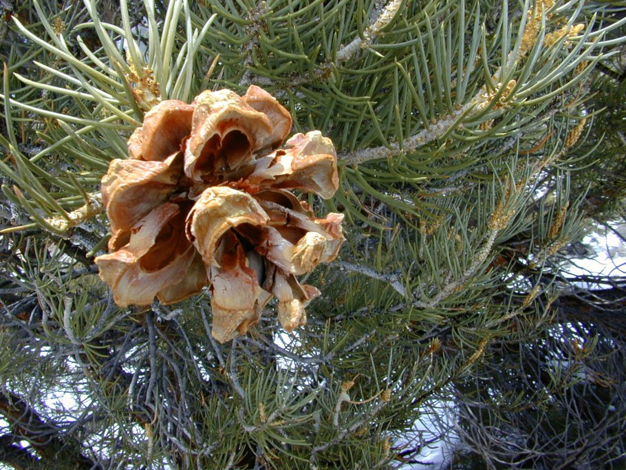 Сосна Сибирская Кедровая Pinus sibirica du Tour