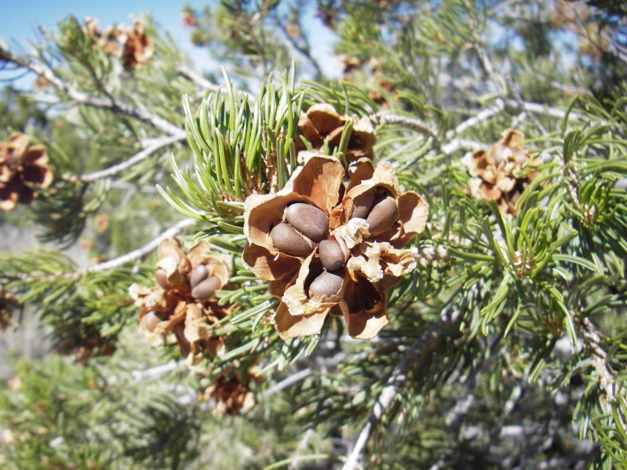 Сосна однохвойная Pinus monophylla