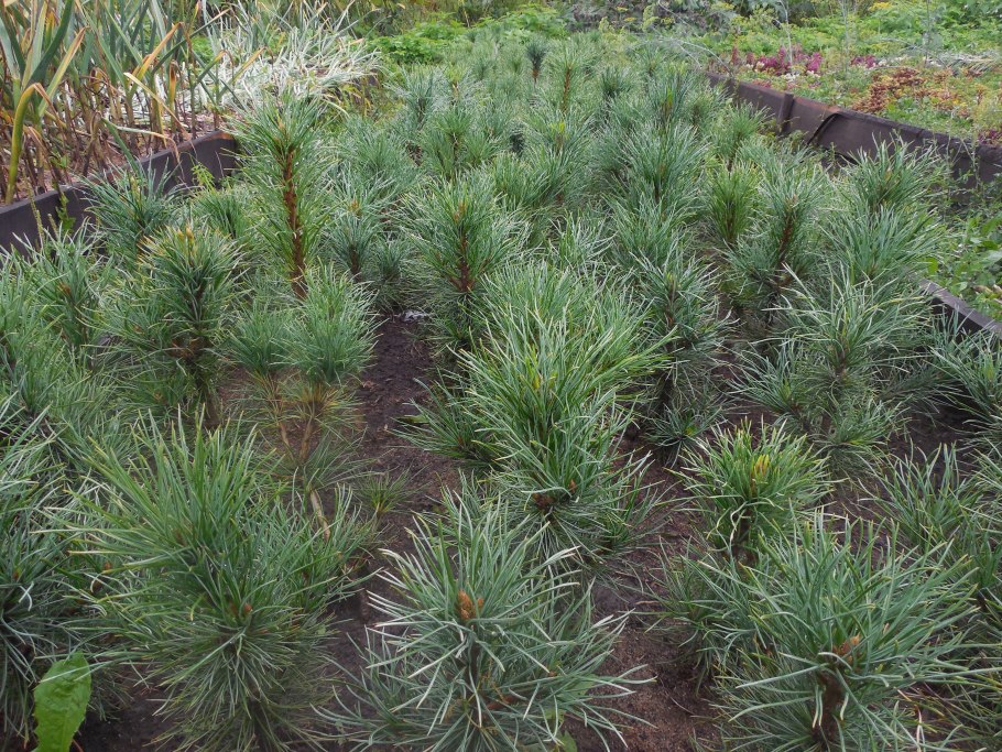 Геленджикская сосна шишки