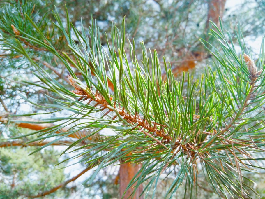 Сосна Веймутова ветка