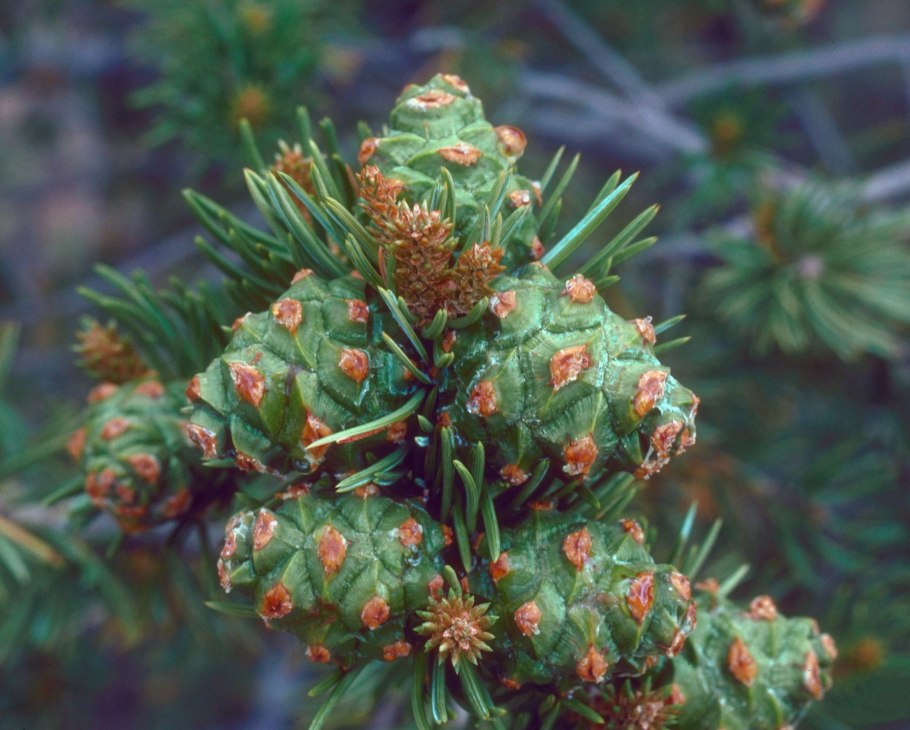 Сосна съедобная Pinus edulis