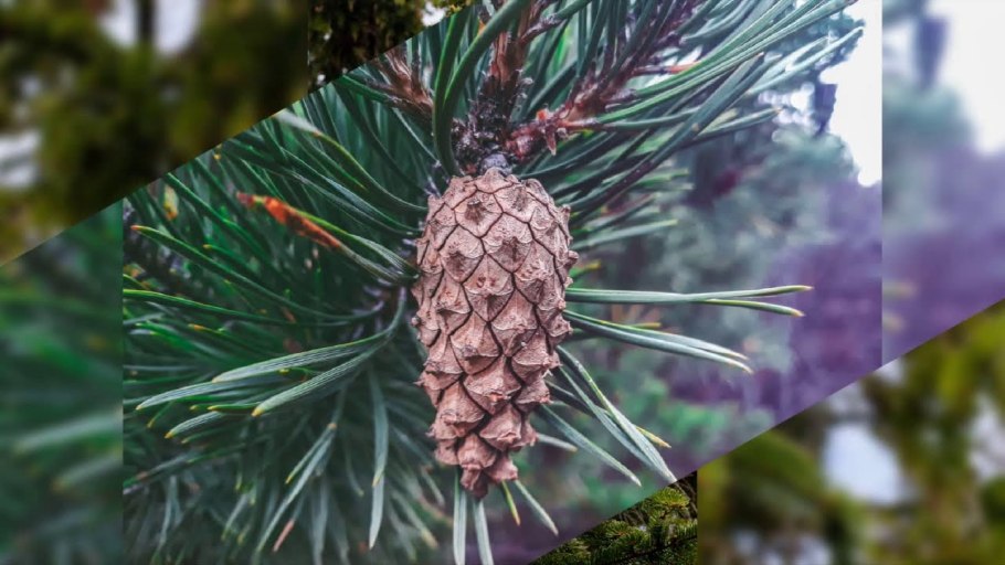 Хвоинки дерева сосна Кедровая