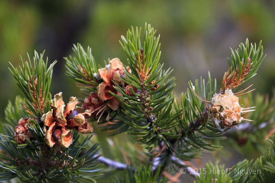 Можжевельник жёсткосемянный