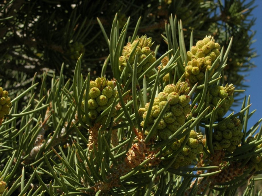 Pinus edulis