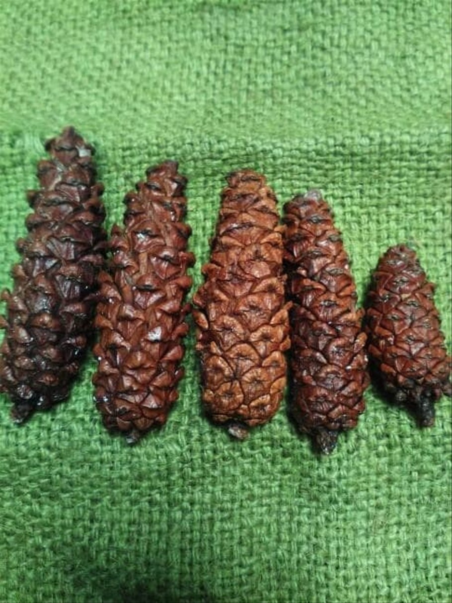 Сосна Гельдрейха малинки