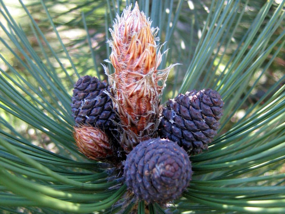 Пыльца Pinus Sylvestris
